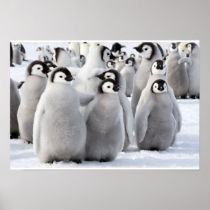 Affiche de l'empereur Penguin Chicks