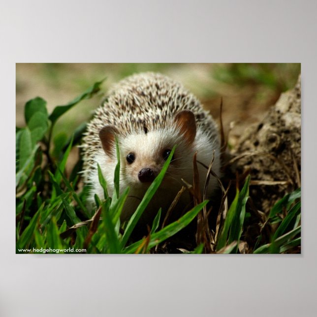 Affiche de l'Explorateur (Devant)