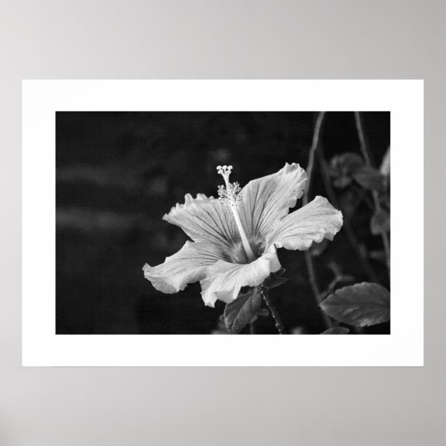 Affiche de l'Hibiscus #2 (Devant)
