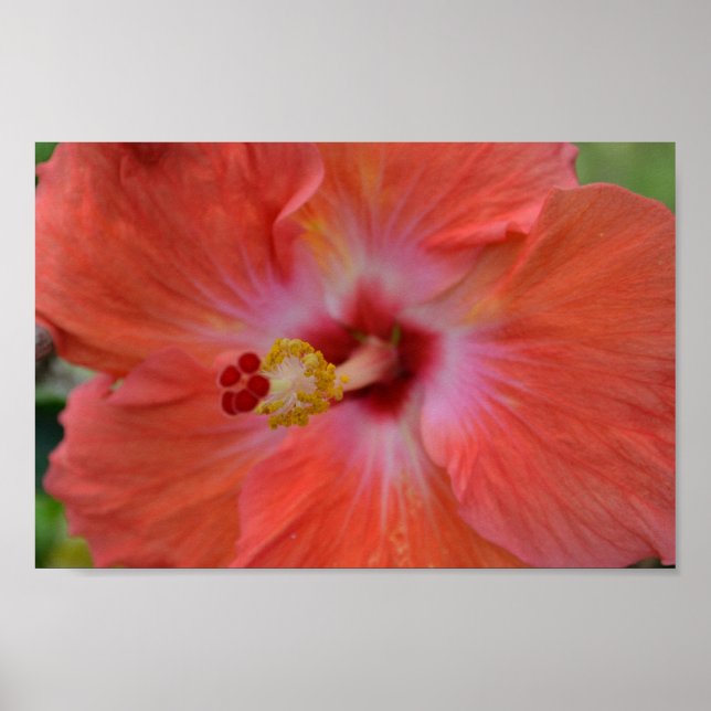 Affiche de l'Hibiscus orange (Devant)