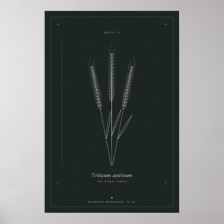 Affiche de ligne botanique de gerbe de blé, Académ