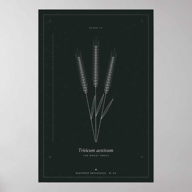 Affiche de ligne botanique de gerbe de blé, Académ (Devant)