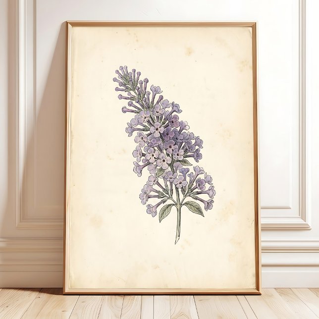 Affiche de l'impression botanique papillon vintage (Créateur téléchargé)