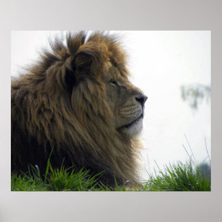 Affiche de Lion avec Belle Crinière