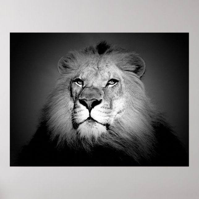 Affiche de lion noir et blanc (Devant)