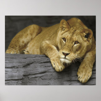 Affiche de lionne