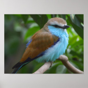 Affiche de l'oiseau à rouleau à queue de raquette