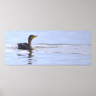 Affiche de l'oiseau cormoran à double crête