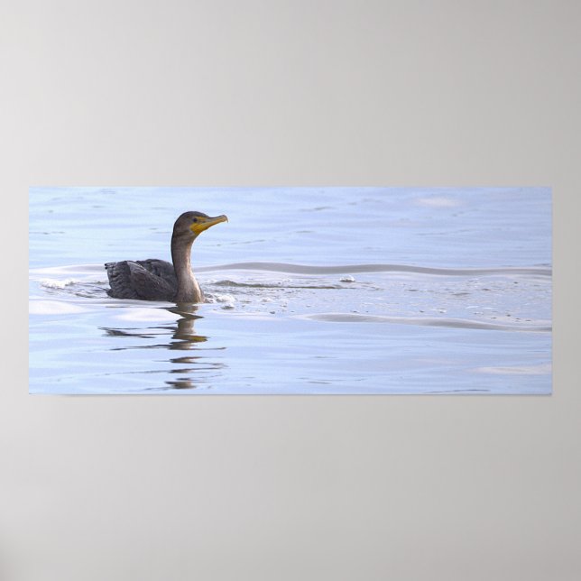 Affiche de l'oiseau cormoran à double crête (Devant)