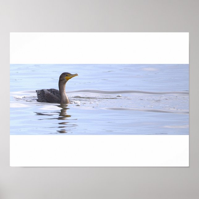 Affiche de l'oiseau cormoran à double crête (Devant)