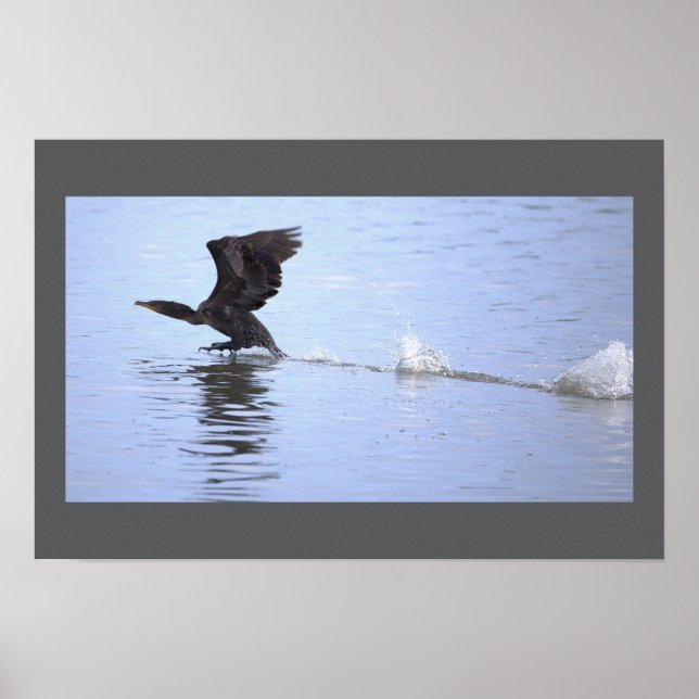 Affiche de l'oiseau cormoran à double crête (Devant)