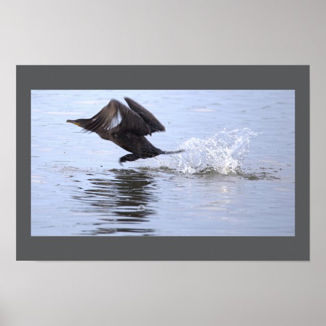 Affiche de l'oiseau cormoran à double crête (Devant)
