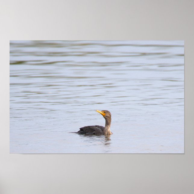 Affiche de l'oiseau cormoran à double crête (Devant)