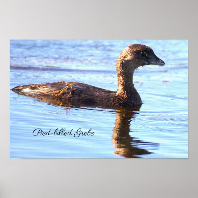Affiche de l'oiseau Grèbe à bec bigarré (Devant)