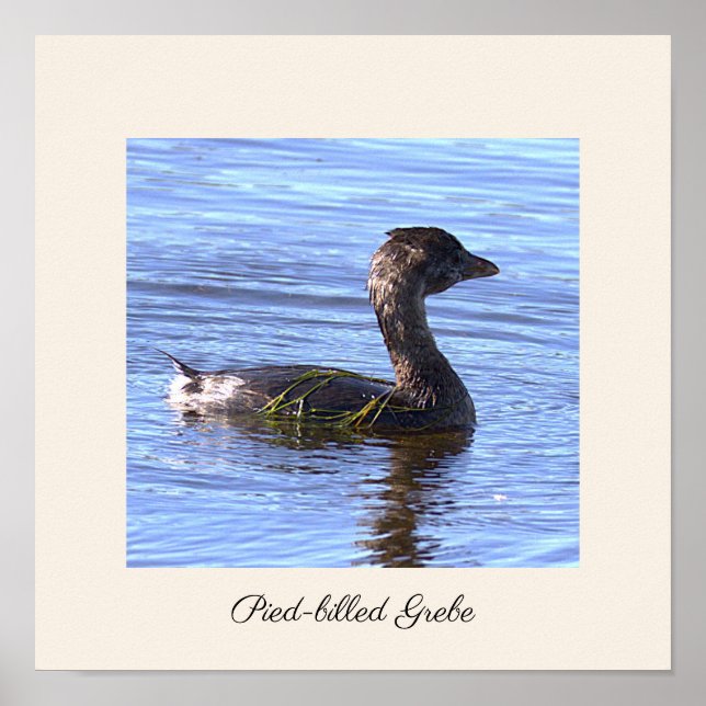 Affiche de l'oiseau Grèbe à bec bigarré (Devant)
