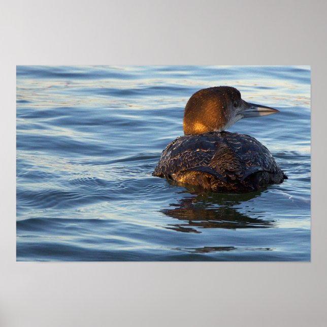 Affiche de l'oiseau plongeon commun (Devant)