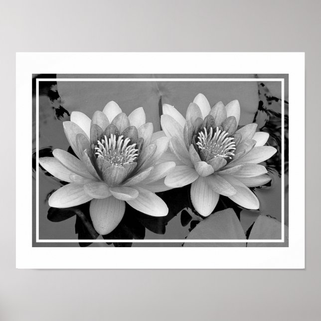 Affiche de Lotus de Nénuphar Flottant (Devant)