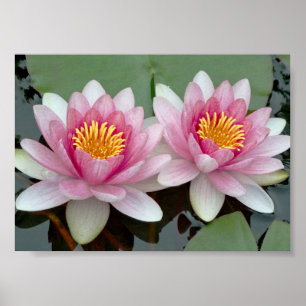 Affiche de Lotus de Nénuphar Flottant Rose