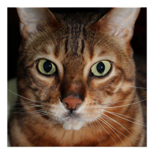Affiche de lustre de chat de regarder Bengale, art