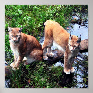 Affiche de lynx
