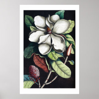 Affiche de Magnolia