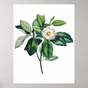Affiche de Magnolia