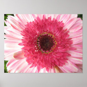 Affiche de marguerite de Gerbera