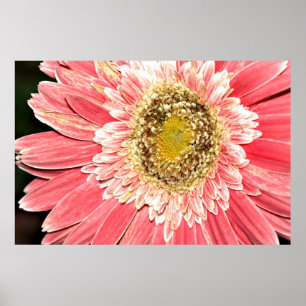 Affiche de marguerite de Gerbera, version B