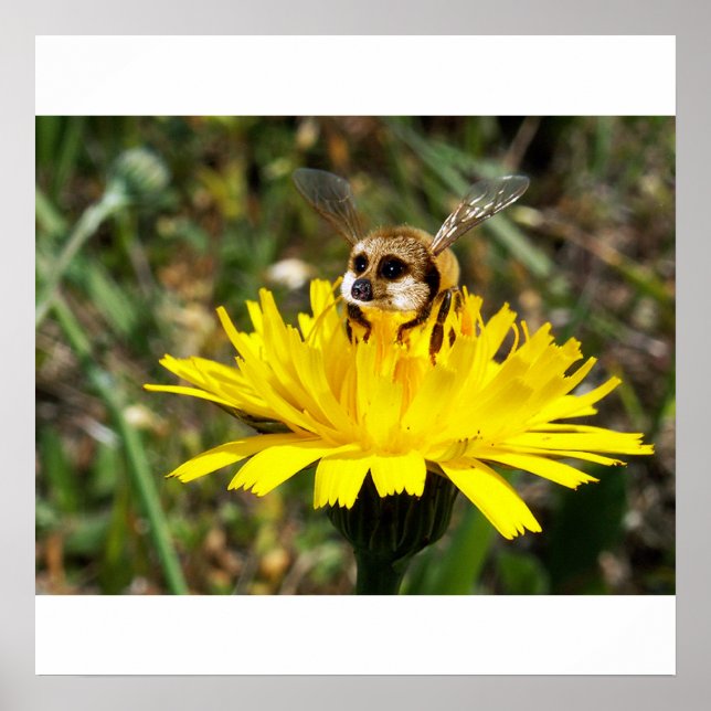 Affiche de Meerbee (Devant)