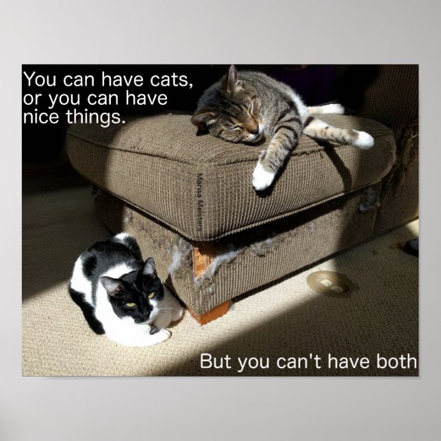 Affiche de mème sur la vérité sur les chats (Devant)