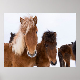 Affiche De mignons chevaux islandais ensemble