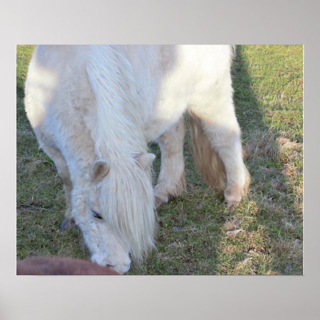 Affiche de mini cheval (Devant)