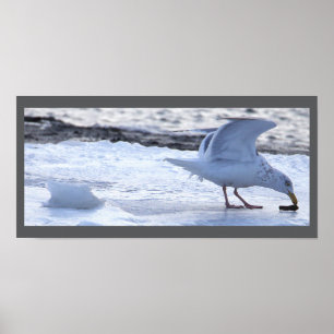 Affiche de mouette mangeant sur la glace