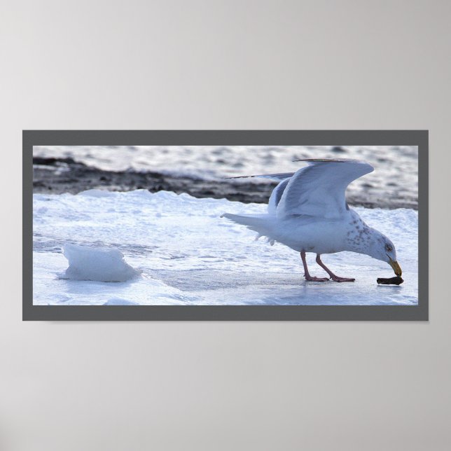 Affiche de mouette mangeant sur la glace (Devant)