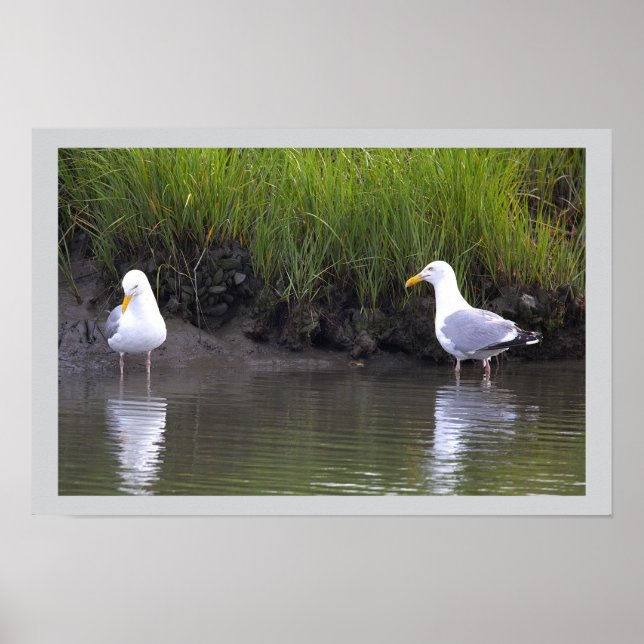 Affiche de mouettes au bord de l'eau (Devant)