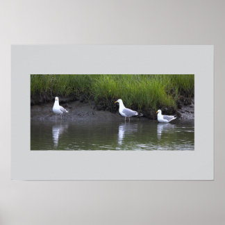 Affiche de mouettes au bord de l'eau