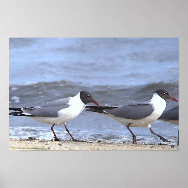 Affiche de mouettes au bord du rivage (Devant)