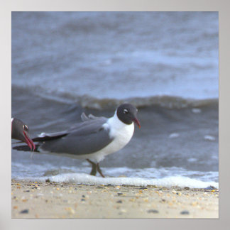 Affiche de mouettes au bord du rivage