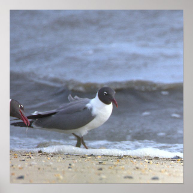 Affiche de mouettes au bord du rivage (Devant)