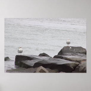 Affiche de mouettes sur des rochers