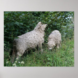 Affiche de moutons mignons mangeant des feuilles