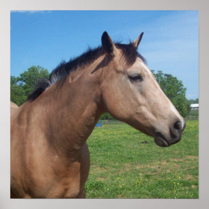 Affiche de mustang de peau de daim
