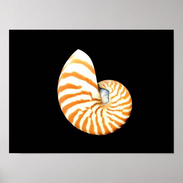 Affiche de Nautilus Seashell (Devant)