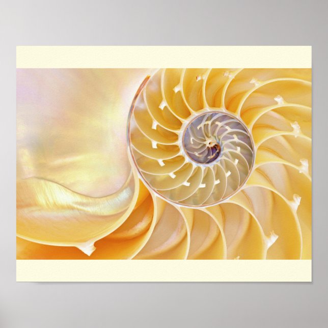 Affiche de Nautilus Seashell (Devant)