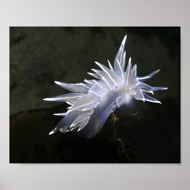 Affiche de Nudibranche albâtre (Devant)
