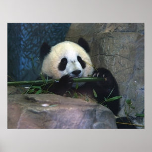 Affiche de panda