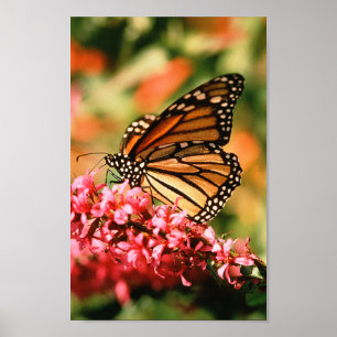 Affiche de papillon de monarque