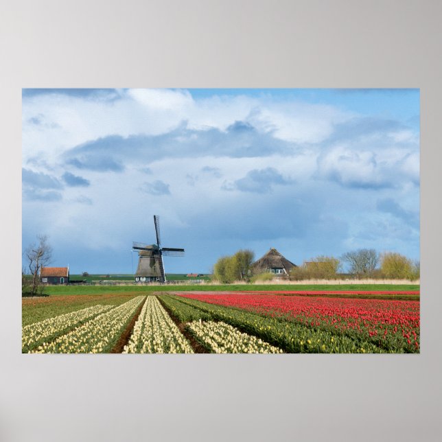 Affiche de paysage de moulin à vent et de tulipes (Devant)