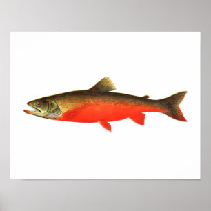 Affiche de pêche - Poisson mâle de truite rouge du