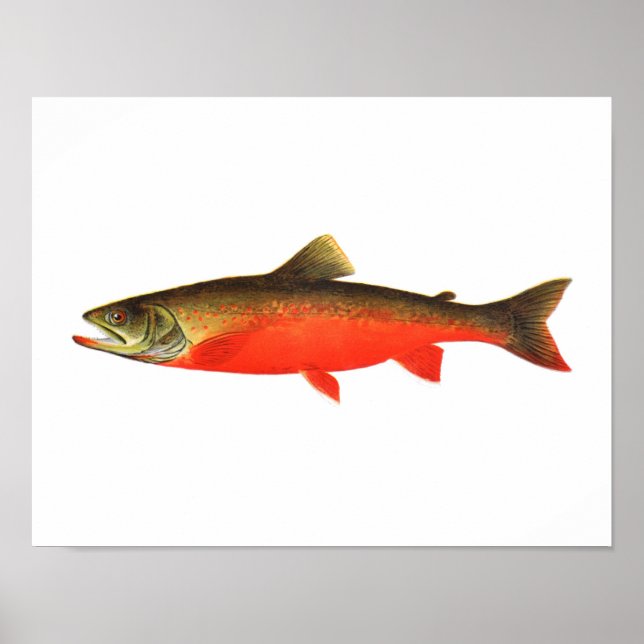 Affiche de pêche - Poisson mâle de truite rouge du (Devant)